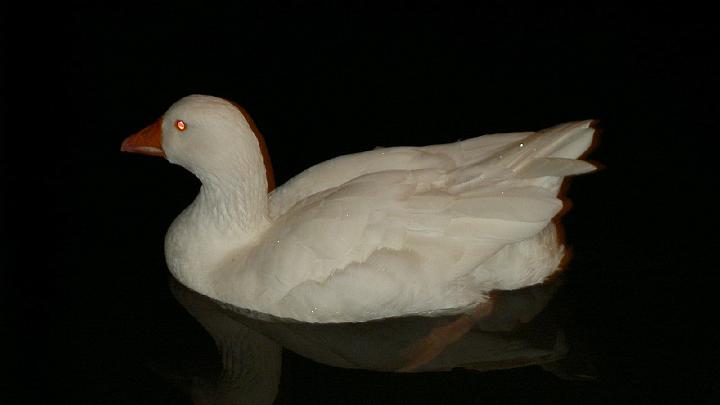 Dominicaanse republiek 2004-110.jpg